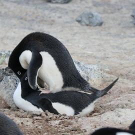 2017-18 Adélie penguins at Cape Royds rookery