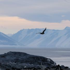 2017-18 Skua in flight at Cape Royds