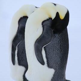2017-18 Emperor penguins sleeping