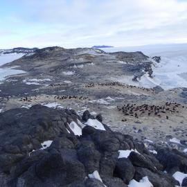 2017-18 Cape Royds Adélie penguin rookery