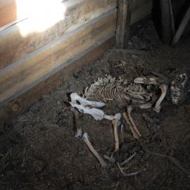 2018-19 Dog skeleton in the Stables, Cape Evans