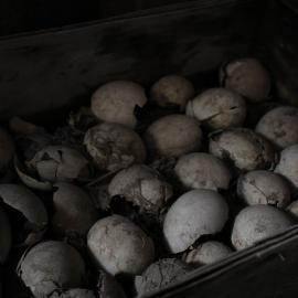 2018-19 Penguin eggs inside Scott's 'Terra Nova' hut, Cape Evans