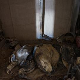 2018-19 Penguin carcasses inside Scott's 'Terra Nova' hut, Cape Evans