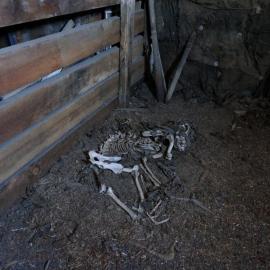 2018-19 Dog skeleton inside Scott's 'Terra Nova' hut, Cape Evans