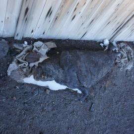 2018-19 Seal carcass outside Scott's 'Discovery' hut, Hut Point
