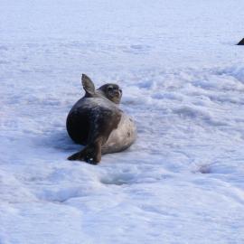Weddell seal at Cape Evans