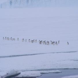 Adélie penguins (001)
