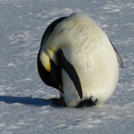 Emperor Penguin (004)
