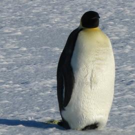 Emperor Penguin (005)