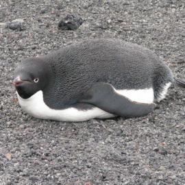 Adélie penguin (002)