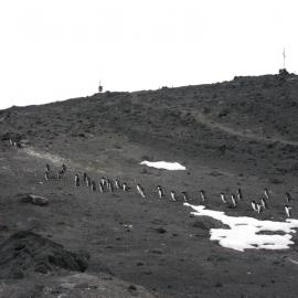 Adélie penguins (010)