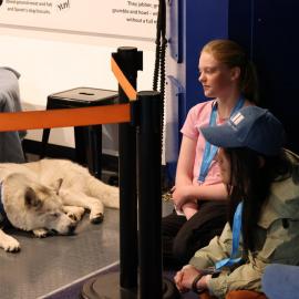 Young Inspiring Explorers learn about Huskies at the International Antarctic Centre (003)