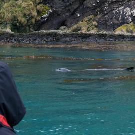 Inspiring Explorers and passengers meet a Leopard seal (002)