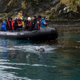Inspiring Explorers and passengers meet a Leopard seal (004)