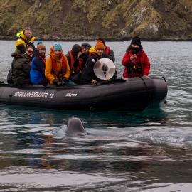 Inspiring Explorers and passengers meet a Leopard seal (005)
