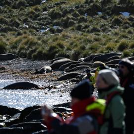 Inspiring Explorers and passengers with seals in Godthul