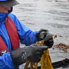 Inspiring Explorer Millie Mannering looks at kelp in Gold Harbour (001)
