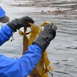Inspiring Explorer Millie Mannering looks at kelp in Gold Harbour (002)