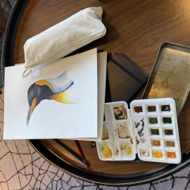 Inspiring Explorer Charlie Thomas' watercolour of a King penguin