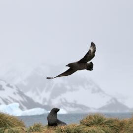 Skua and a Fur seal, South Georgia