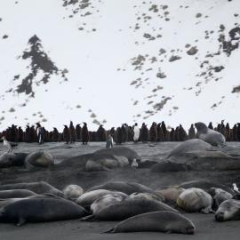 King penguins and seals at Gold Harbour, South Georgia