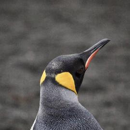 King penguin, South Georgia (001)