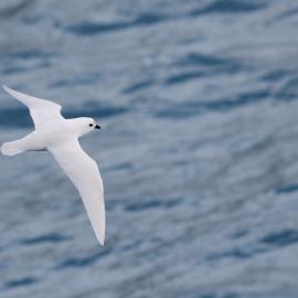Snow Petrel, South Georgia