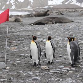 King penguins at St Andrews Bay, South Georgia (001)