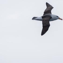 Black Browed Albatross, South Georgia