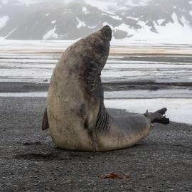 Elephant seal, South Georgia
