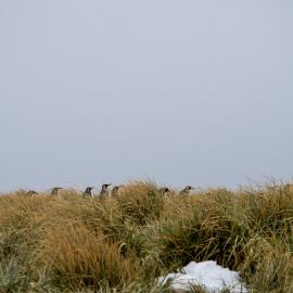 King penguins, South Georgia