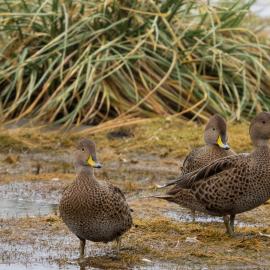 South Georgia Pintail Ducks, South Georgia