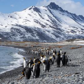 King penguins coming ashore, Fortuna Bay, South Georgia