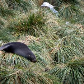 Seal asleep on grass, Fortuna Bay, South Georgia