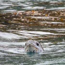 Leopard seal, South Georgia