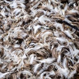 Bird feathers, South Georgia