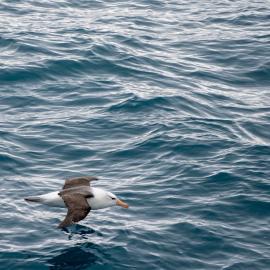 Black Browed Albatross, South Georgia
