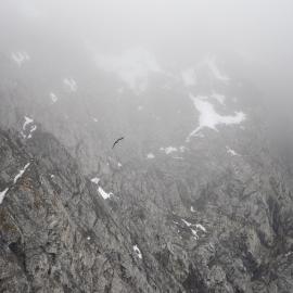 Bird flying over rocky landscapes, South Georgia