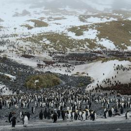 King penguins, Right Whale Bay, South Georgia (002)