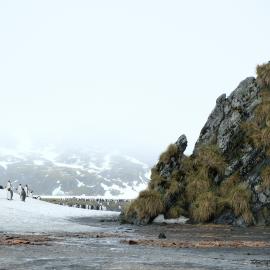 King penguin colony, Right Whale Bay, South Georgia (002)