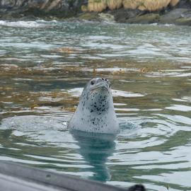 Leopard seal, South Georgia