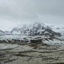 King penguin colony, South Georgia (003)