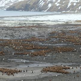 King penguin colony, South Georgia (004)