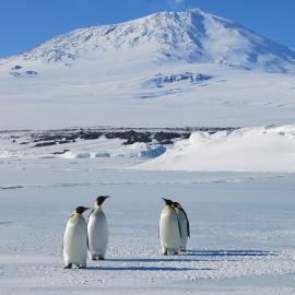2014-15 Cape Evans, Emperor penguins and Mount Erebus