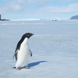 2014-15 Adélie penguin at Cape Barne