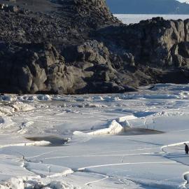 2010-11 Emperor penguins on the sea ice near Cape Royds (005)
