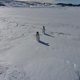 2010-11 Two Adelie penguins at Cape Royds
