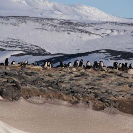 Adélie penguin rookery, Cape Royds