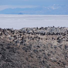 Adélie penguin rookery, Cape Royds (002)