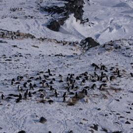 Adélie penguin rookery, Cape Royds (003)